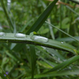 Waters Droplets Drops Wet Publicdomain (16)