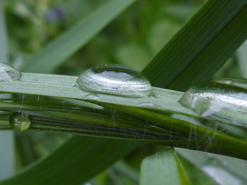 Waters Droplets Drops Wet Publicdomain (18).jpg