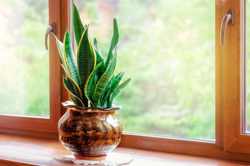 Snake Plant -  GardenGram.jpg
