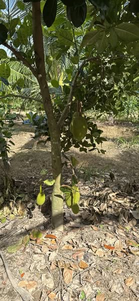 471495694 122223689102022573 1999004877893399061 n.jpg