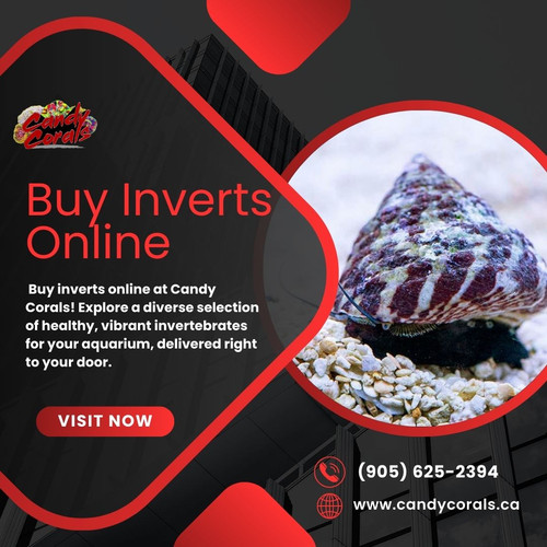 Buy Inverts Online at Candy Corals.jpg