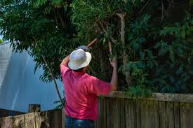 Expert Tree Trimming Services in Inner West - Book Now!.jpg
