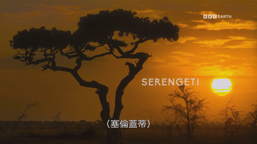 Serengeti.S03E05.2019.1080p.Hami.WEB DL.H264.AAC HHWEB.mkv 20250108 063526.267.png