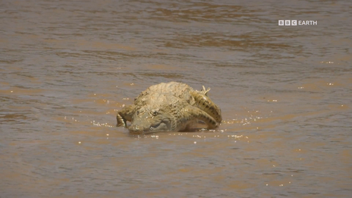 Serengeti.S03E05.2019.1080p.Hami.WEB DL.H264.AAC HHWEB.mkv 20250108 063528.267.png