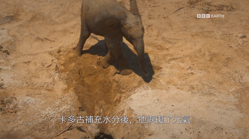 Serengeti.S03E05.2019.1080p.Hami.WEB DL.H264.AAC HHWEB.mkv 20250108 063536.468.png