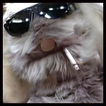 Mr Floppy.jpg