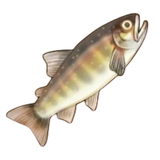 BTH FISH 7