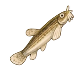 BTH FISH 6