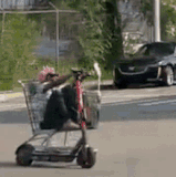 Distraction Black person going down the street on a supermarket cart w o a care in the world aka Chi.gif