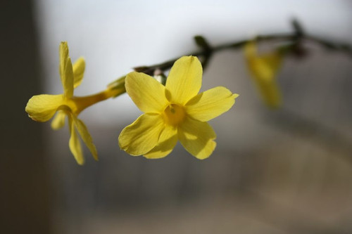 winter jasmine 2693682 1280 825x550.jpg