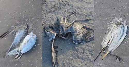 18094307381927764101?url=https%3A%2F%2Frde.al%2Fwp content%2Fuploads%2F2025%2F01%2F0a05e3fb536cdd938.jpg