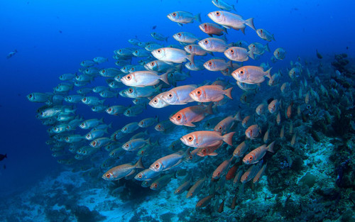 image search 1736251869418.jpg