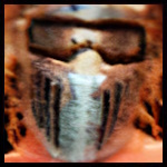 Steele (Sean Morley) 2.jpg