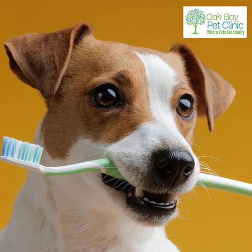 How to Maintain Healthy Dental for Your Dog.jpg