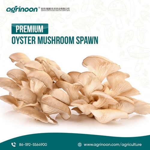 Do You Think Mushrooms Are Only for Eating? Think Again!.jpg