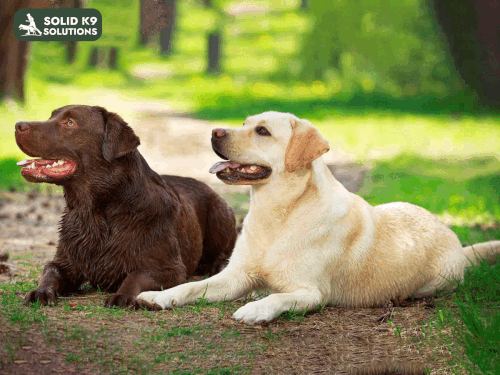 Professional Dog Training in Marietta, Georgia.gif
