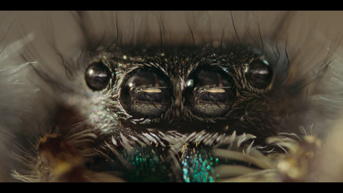 A.Real.Bugs.Life.S01E01.The.Big.City.1080p.DSNP.WEB DL.CZ SK EN.DD+5.1.H.264 NTb.mkv snapshot 22.41 