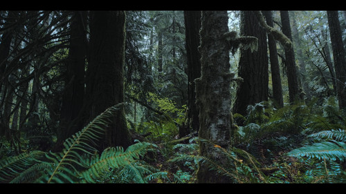 A.Real.Bugs.Life.S02E01.Love.in.the.Forest.1080p.DSNP.WEB DL.CZ SK EN.DD+5.1.H.264 NTb.mkv snapshot 