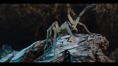 A.Real.Bugs.Life.S02E01.Love.in.the.Forest.1080p.DSNP.WEB DL.CZ SK EN.DD+5.1.H.264 NTb.mkv snapshot 