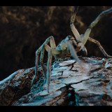 A.Real.Bugs.Life.S02E01.Love.in.the.Forest.1080p.DSNP.WEB DL.CZ SK EN.DD+5.1.H.264 NTb.mkv snapshot 