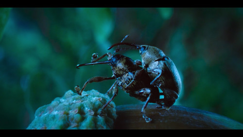 A.Real.Bugs.Life.S02E01.Love.in.the.Forest.1080p.DSNP.WEB DL.CZ SK EN.DD+5.1.H.264 NTb.mkv snapshot 