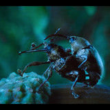 A.Real.Bugs.Life.S02E01.Love.in.the.Forest.1080p.DSNP.WEB DL.CZ SK EN.DD+5.1.H.264 NTb.mkv snapshot 