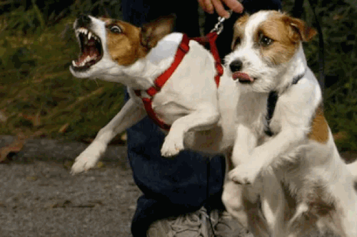 Effective Tips for Controlling Aggression in Dogs in Victoria.gif