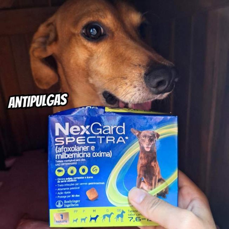 NexGard Spectra Antipulgas e Carrapatos e Vermífugo para Cães de 7,6 a 15kg – 1 tablete