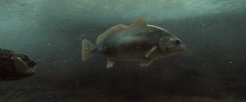 v3 457.gif