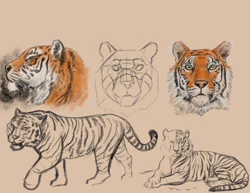 Tiger sketches color.jpg