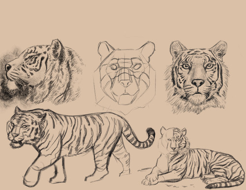 Tiger Sketches.jpg