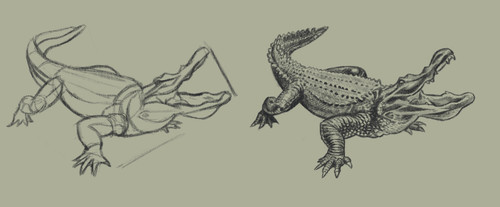Alligator 01.jpg