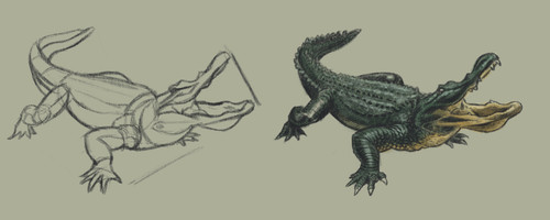 Alligator color.jpg