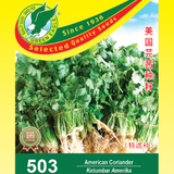 American Coriander.png