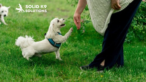 Dog Obedience Classes Atlanta Expert Training for Your Dog.jpg