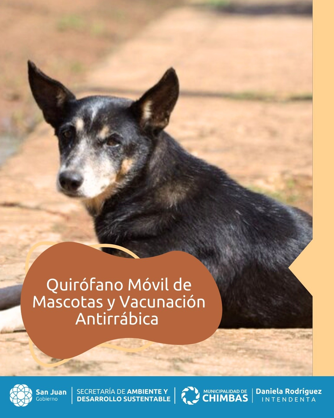 El quirofano movil y el plan de vacunación antirrábica de mascotas visitara el departamento de Chimbas la proxima semana.