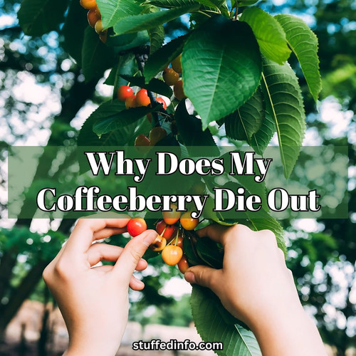 Why Does My Coffeeberry Die Out.jpg