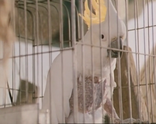 cap Fast.Talking.1984.576p.WEB DL.AAC.2.0.x264 YInMn 00 19 02 03.png
