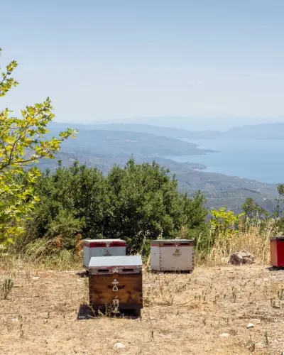 Discover Ikaria Honey: The All-Natural Longevity Boost.webp
