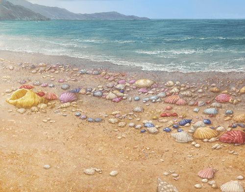 shellbeach (1).png