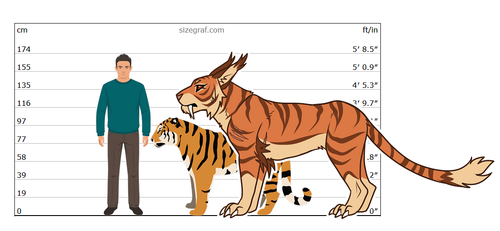 Akira petomuoto sizechart.png