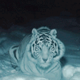 white tiger tigers.gif