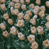 giphy (17).gif
