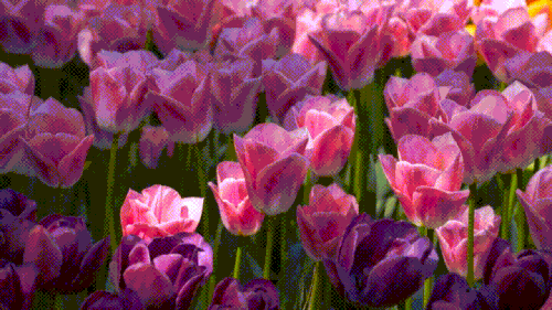 giphy (19).gif