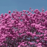 giphy (12).gif