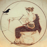 Apollo black bird AM Delphi 8140
