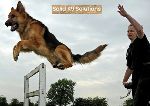 Professional Dog Training Midtown Atlanta – Top Trainers Available.jpg