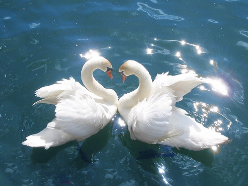 swan.jpg