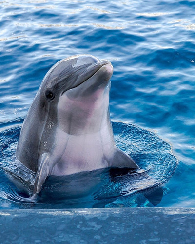 dolphin body image.jpg