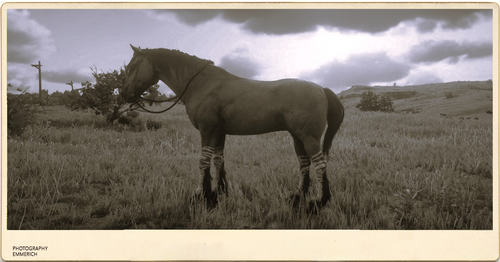 Photography Emmerich pferd 2.png